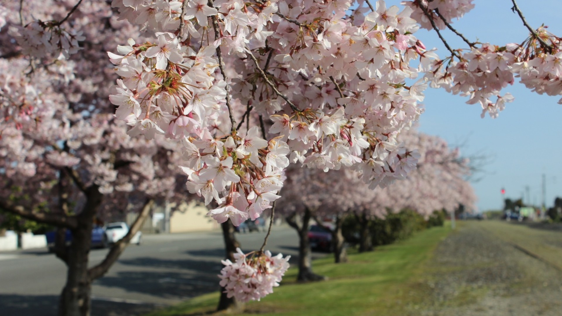 Blossoms Southland New Zealand Credit Great South v2